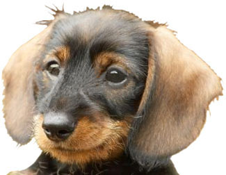 Veterinary services for your pet03