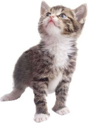 Veterinary services for your pet08