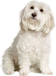 Veterinary services for your pet15